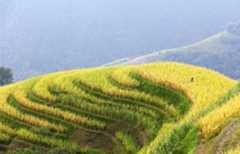 People celebrate harvest season across China