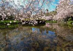 Scenery of cherry blossoms in Wellington, New Zealand