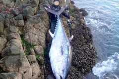 【動画】函館の地磯から巨大なクロマグロを釣り上げたアングラーの記録。