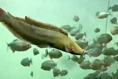 【動画】ピラニアの水槽に投入されたナマズのあまりにも残酷で凄惨な最期。