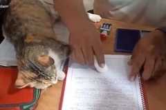 【動画】生徒たちのやる気アップ間違いなしなネコの助手がいる教室。