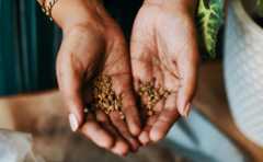 seed library