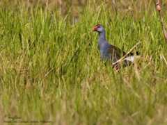 Purple Swamphen Scientific name - Porphyrio porphyrio Habitat - Uncommon in freshwater and brackish wetlands. [[1DM2 + Sigmonster, tripod/gimbal head] 