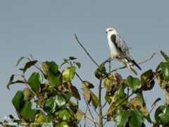 Black-shouldered Kite Scientific name - Elanus caeruleus Habitat - Uncommon in drier grasslands and scrub [350D + Sigmonster + Canon 2x TC, tripod/gimbal head, 80 m distance] 