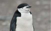 南極のペンギンは平均4秒の超短時間睡眠を1万回　常に警戒しながら1日合計11時間の睡眠を確保