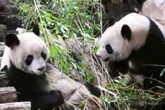仏動物園のパンダのつがい、中国に返還へ 雌が腎不全