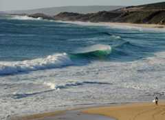 クジラの死骸で「サーフィン」した豪男性が謝罪