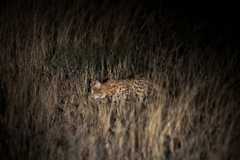 Black-footed cat in the wild, Kimberley, Northern Cape, South Africa