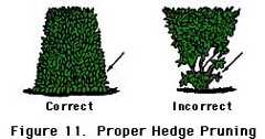 figure 11, proper hedge pruning