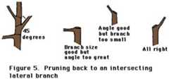 figure 5, pruning back to an intersecting lateral branch