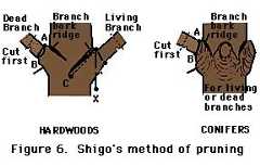 figure 6, Shigo's method of pruning