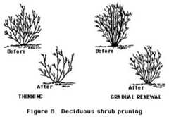 figure 8, deciduous shrub pruning