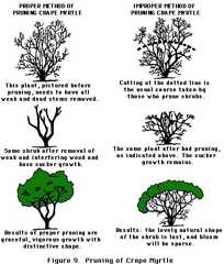 figure 9, pruning of Crape Myrtle