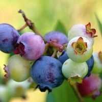 Blueberries