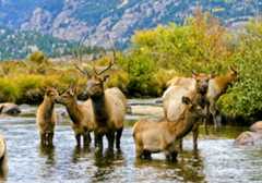 Elk en el Parque Nacional de las Montañas Rocosas, cerca de Estes Park, Colorado