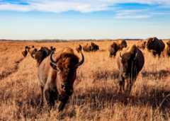 Maxwell Wildlife Refuge near Canton, KansasCredit: Travel Kansas