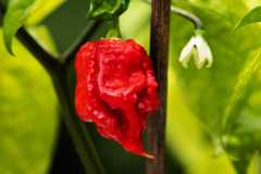 キャロライナ・リーパー