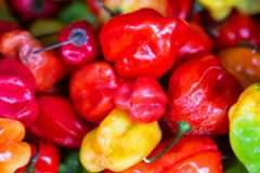 スコッチ・ボネット