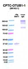 Click to enlarge image Western Blot using CPTC-OTUB1-1 as primary Ab against OTUB1 (rAg 00017) (lane 2). Also included are molecular wt. standards (lane 1) and mouse IgG control (lane 3).
