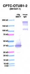 Click to enlarge image Western Blot using CPTC-OTUB1-2 as primary Ab against OTUB1 (rAg 00017) (lane 2). Also included are molecular wt. standards (lane 1) and mouse IgG control (lane 3).