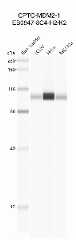 Click to enlarge image Western Blot using CPTC-MDM2-1 as primary antibody against cell lysates LCL57 (lane 2), HeLa (lane 3) and MCF10A (lane 4). Also included are molecular weight standards (lane 1).