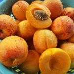 National Apricot Day