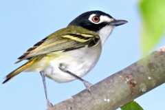Black-capped veerio