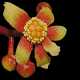Australian Tropical Rainforest Plants