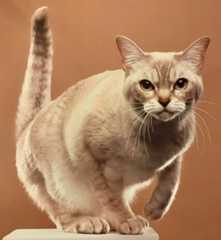 The Burmilla