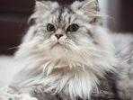 RAS-KUCING-TERBESAR-Ilustr.jpg