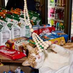Cat Power: New York City’s Shop Cats Play With Spring Baubles