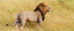 Lion 1
