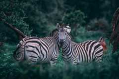 Zebras