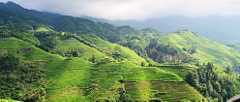Rolling Hills 1