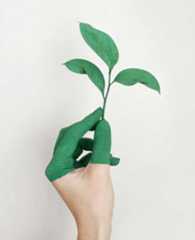 Green Fingers Holding Small Plant