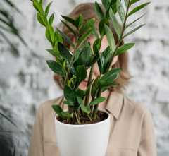 Pot Plant 3