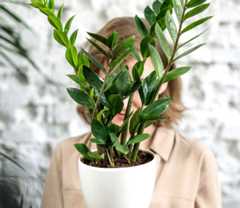Pot Plant