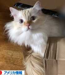 にほんブログ村 海外生活ブログ アメリカ情報へ