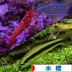 にほんブログ村 観賞魚ブログ 水槽へ
