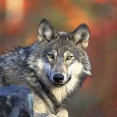 Gray wolf FWS.jpg