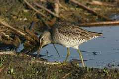 Dowitcher feeding