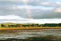 Rainbow over Petaluma Marsh