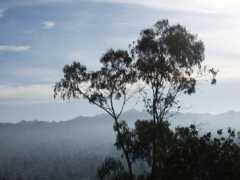 Tree with the East Bay in the background.