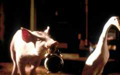 Ein Schweinchen namens Babe – Bild: ORF