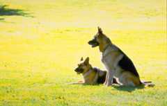 K-9: P.I. - Mein Partner mit der kalten Schnauze 3 – Bild: ZDF/​Ken Staniforth