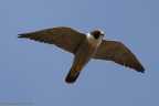 Peregrine Falcon
