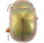 Chrysomelinae