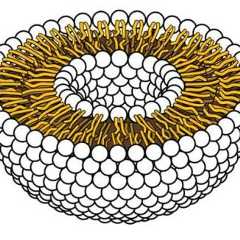 Lipidy