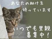 いつでも里親募集中