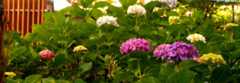 DSC01633.jpg